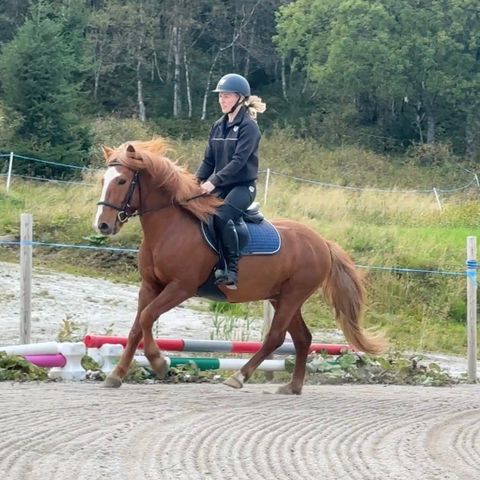 Nordlandshest vallak 6år