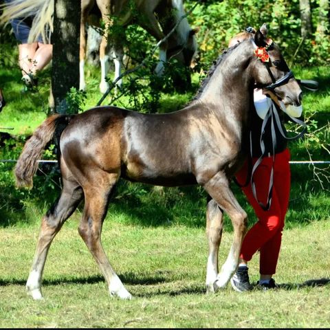 Welsh partbred føll med kanon stamtavle !