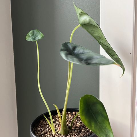 alocasia venusta plante