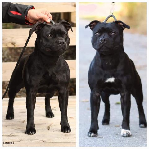 Staffordshire Bull Terrier valper tilsalgs