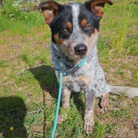 Australian cattledog