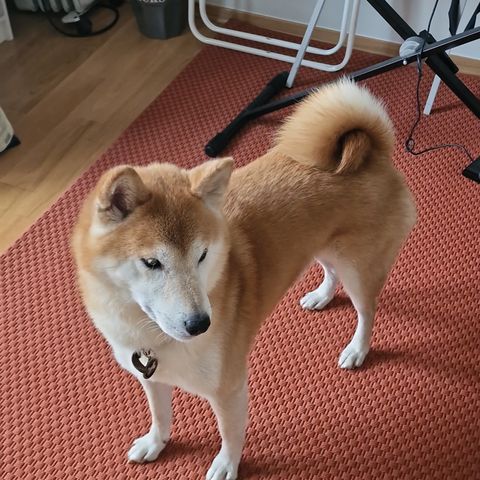 Shiba inu han hund trenger nytt hjem