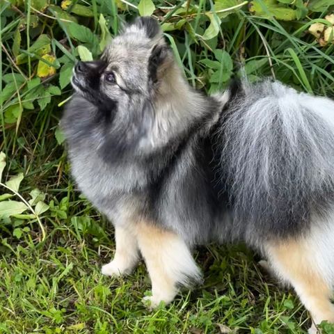 2 år gammel nkk registrert ulvegrå pomeranian tispe tilslags.