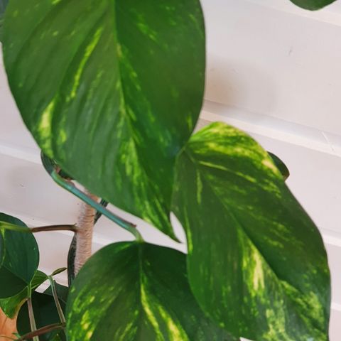 Gullranke/ Golden Pothos