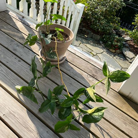 Syngonium albo variegata