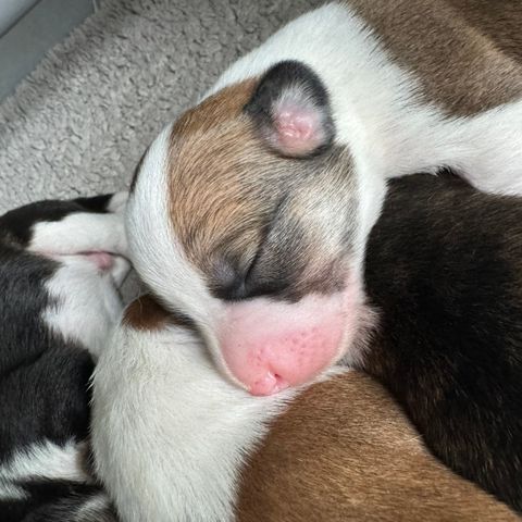 Rev-ungen vår har fått nydelige valper! Welsh Corgi Cardigan blandinger 💜