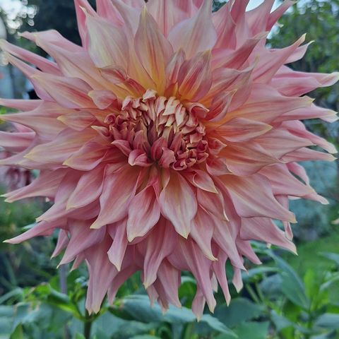 Georgine - Dahlia 'Labyrinth' (Plante i stor potte)