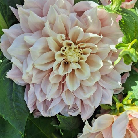 Georgine - Dahlia 'Break Out' (Plante i stor potte)