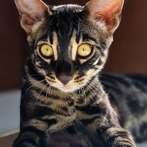 Unike Bengal kattunger