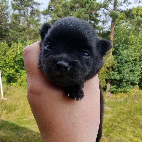 Sorte pomeranian valper med stamtavle