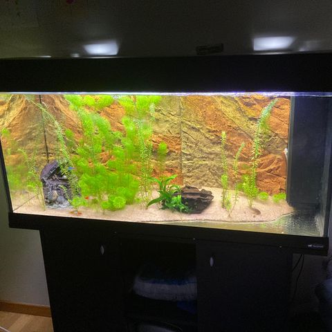 Akvarium 200l med møbel