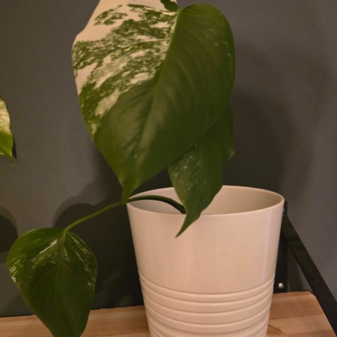 Monstera variegata hel plante