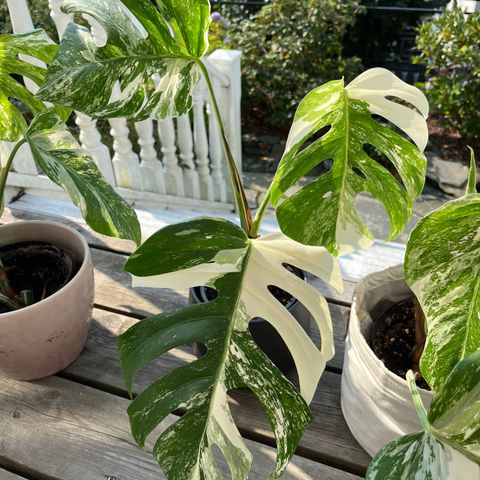 Monstera variegata hel plante