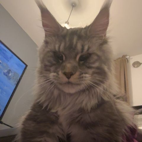 Maine coon