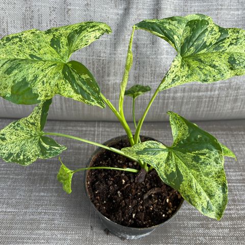 Syngonium Mottled Mojito