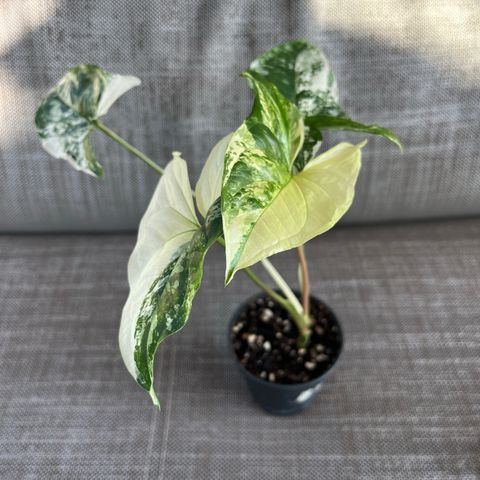 Syngonium Albo Variegata