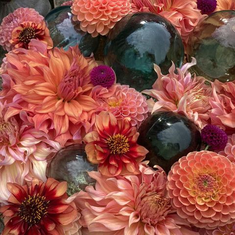 Dahlia i blomst / Planter (Georginer)