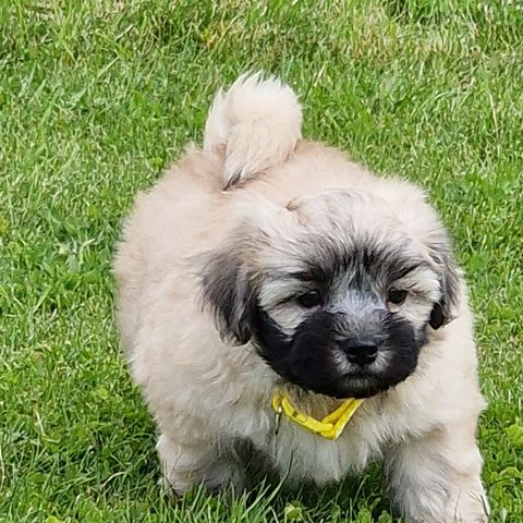 Leveringsklar bichon frise, shihtzu og malteser mix valp.