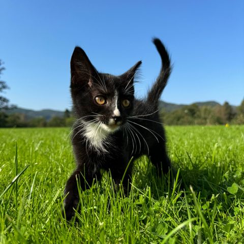 Leveringsklare kattunger