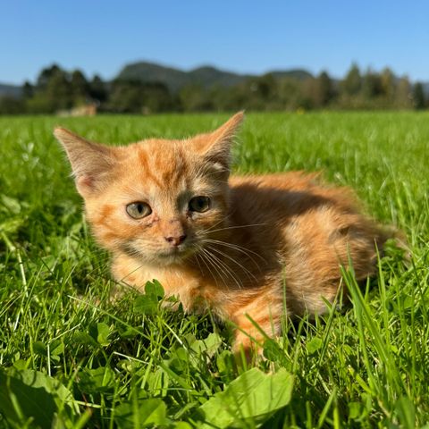 Leveringsklare kattunger