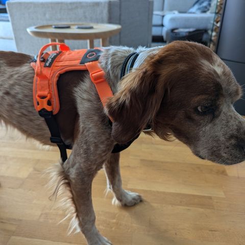 Non-Stop hundesele modell Ramble harness selges