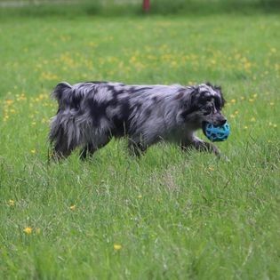 Eldre miniature American Shepherd tispe