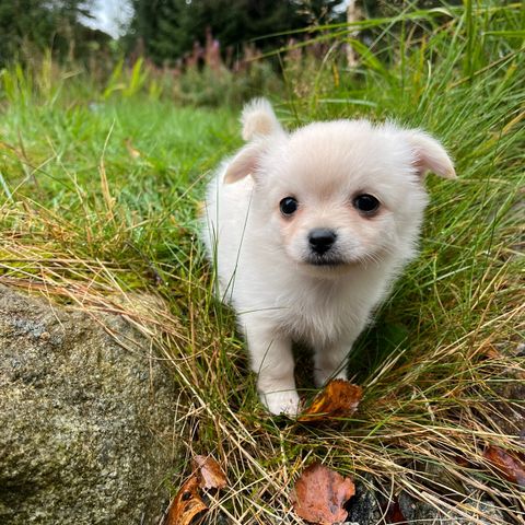 Leverings klare pomchi valper