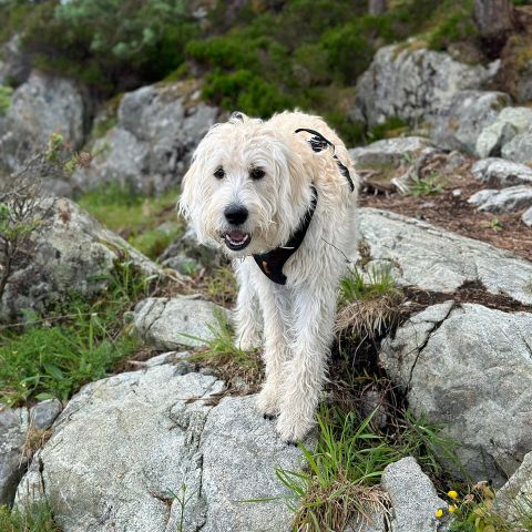 Vurderer omplassering hund - labradoodle