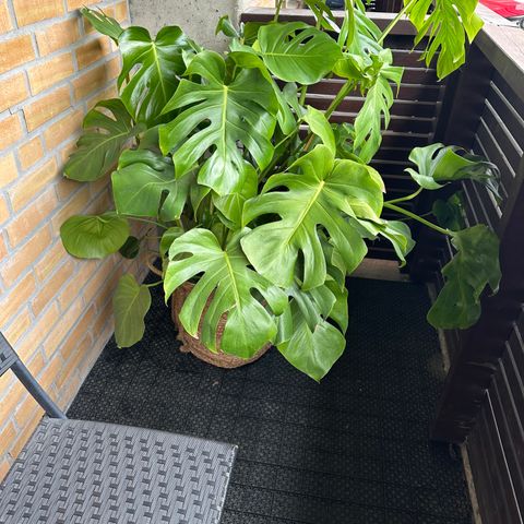 Stor monstera plante til salgs !!