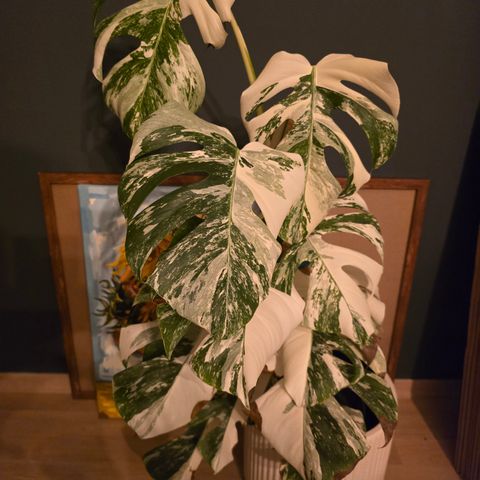 Monstera variegata hel plante