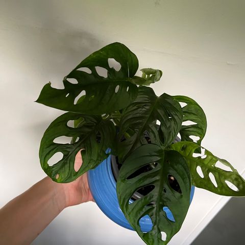 Monstera monkey mask