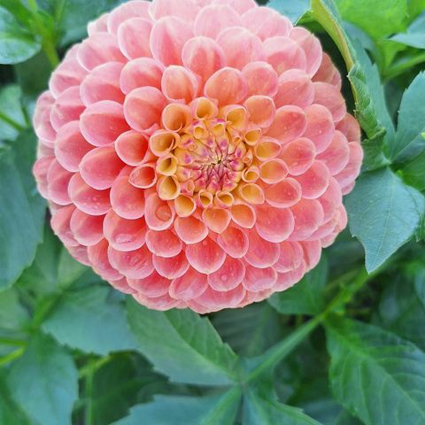 Georgine - Dahlia 'Jowey Nicky' (Plante i stor potte)