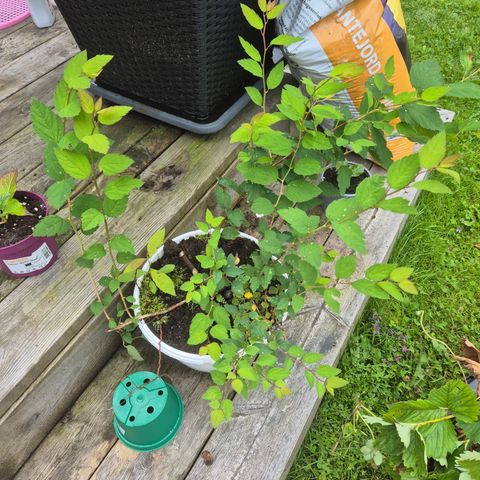 Spirea med hvite blomster 🌺 avlegger