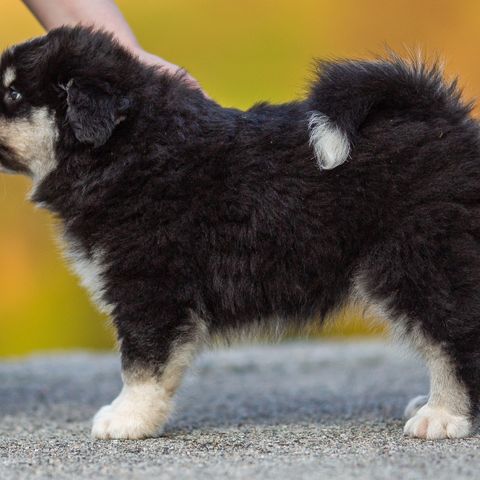 Finsk lapphund leveringsklare valper