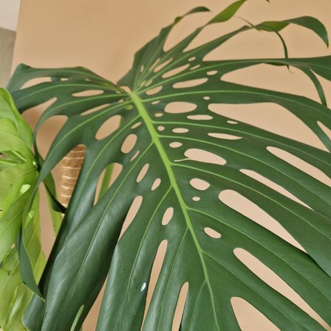 Monstera big form stikling