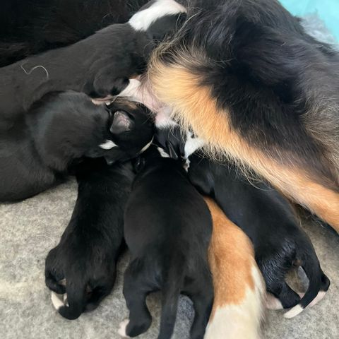 Miniature American Shepherd Valp Tispe