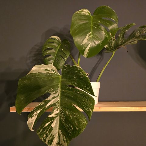 Monstera variegata hel plante