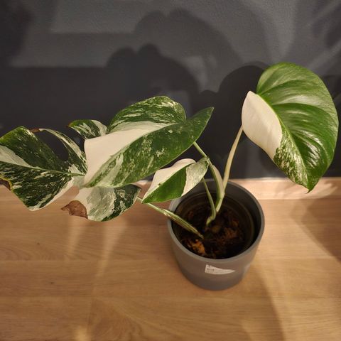 Monstera variegata hel plante