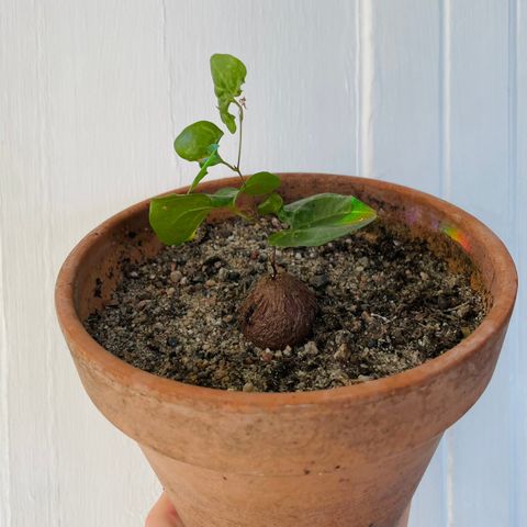 Dioscorea elephantipes Caudex