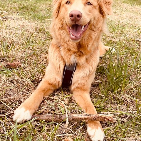 Nova scotia duck tolling retriever