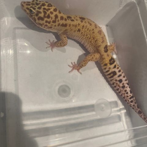 Leopardgekko