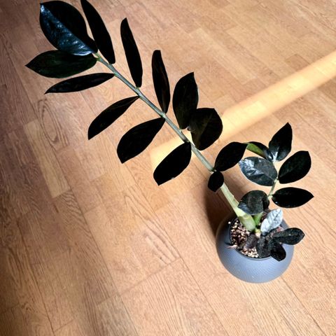 Zamioculcas Zamiifolia Black Raven med selvvanningspotte