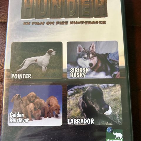 Hunder - en film om hunderaser - Pointer/Sibirsk husky/Golden retriever/Labrador