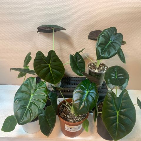 Alocasia Golden Bone