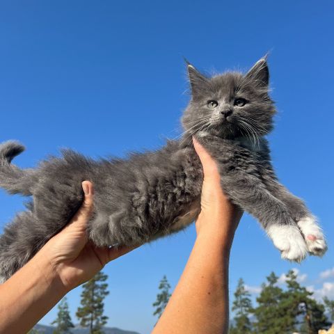 50% maine coon kattunger KAN FLYTTE OM 2 UKER