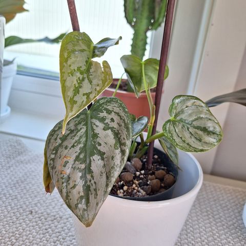 Philodendron brandtianum