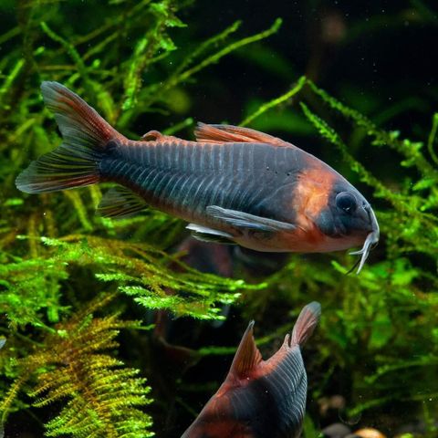 Corydoras eques unger