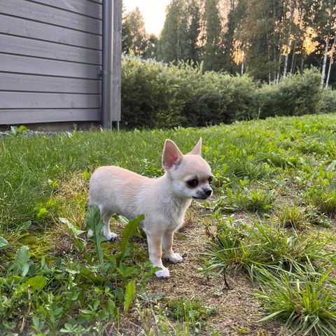 CHIHUAHUA  HVALP