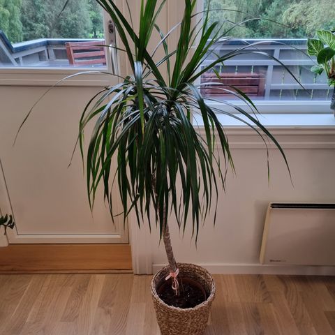 Dracaena Marginata