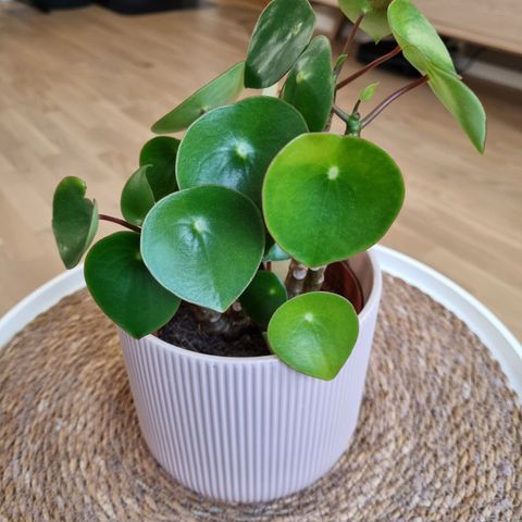 Peperomia polybotrya 'Raindrop' i en pen pink potte